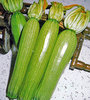 Zucchini Storrs Green Hybrid F 1 1285