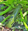 Zucchini Striato Pugliese Sel. Larosa 1286