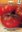 Tomate Marmande 1239