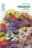 Statice Mischung a grandi fiori multicolor 8051 (352/1)