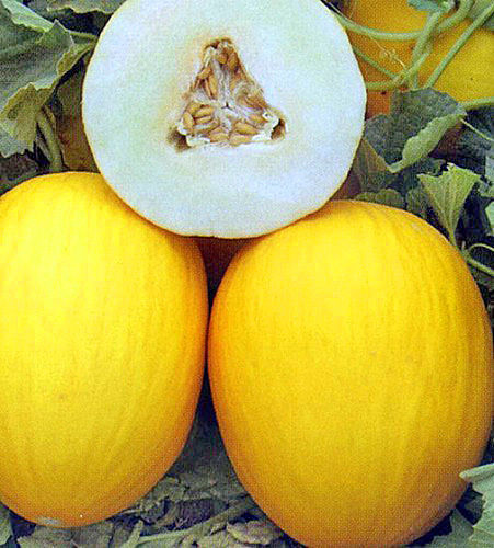 Melone Amarillo Oro 1196
